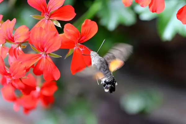 Hummingbird Moth — Stock Photo, Image