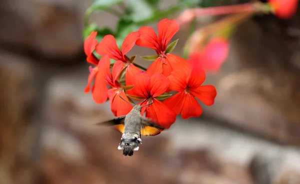 Hummingbird traça — Fotografia de Stock