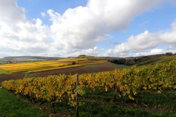 The vineyards in autumn — Stock Photo, Image