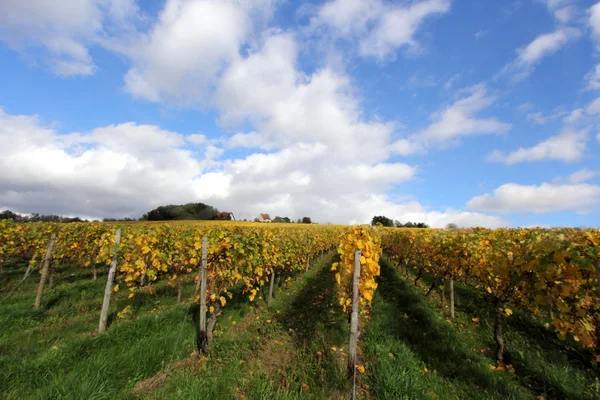 Les vignobles en automne — Photo