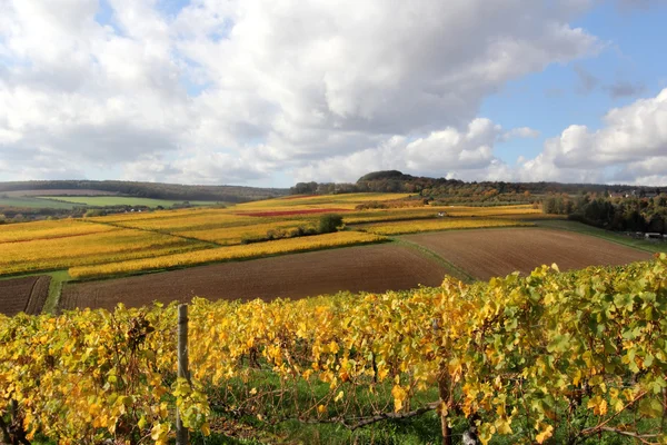 The vineyards in autumn — Stock Photo, Image
