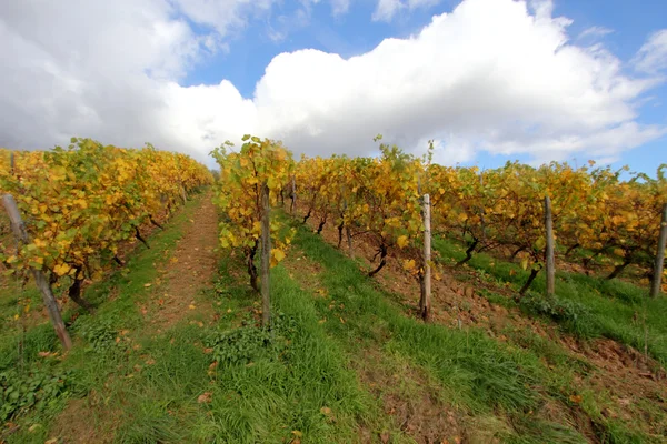 Les vignobles en automne — Photo