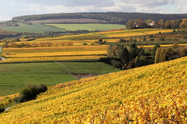 The vineyards in autumn — Stock Photo, Image