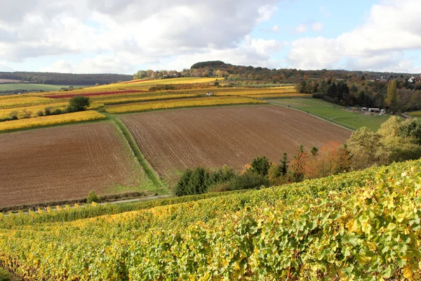 De wijngaarden in de herfst — Stockfoto