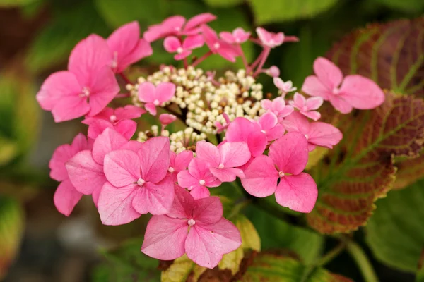 Pink Hortensia — Stock Photo, Image
