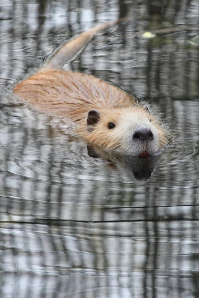 Nutria vagy folyó patkány — Stock Fotó