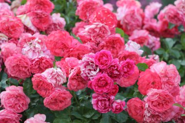 Bahçedeki narin güller kartpostal niyetine.