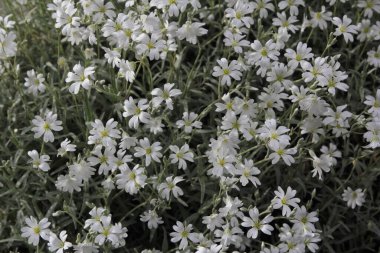 Arka plan olarak küçük beyaz çiçekler