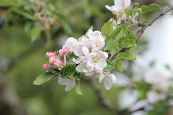 Delikatny Kwiat Jabłoni Jako Nowa Koncepcja Życia — Zdjęcie stockowe