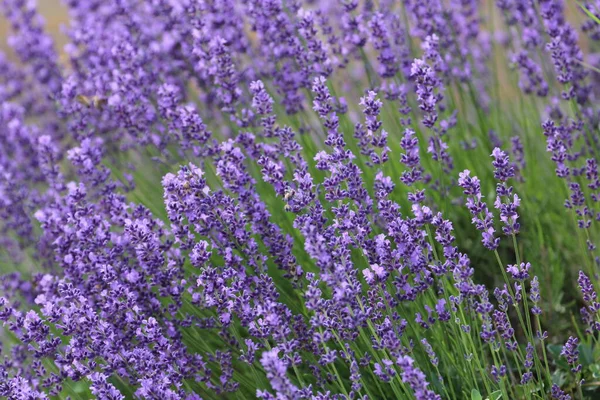 Arka plan olarak lavanta çiçeği ya da alternatif tıp konsepti. Kartpostal.