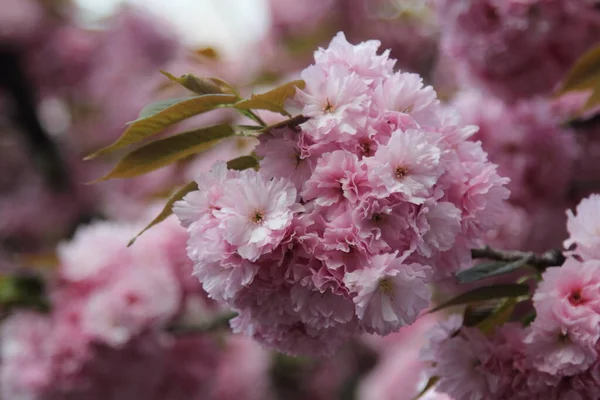 Деликатес Розовый Вишня Цветет Сакура Концепция Весны — стоковое фото