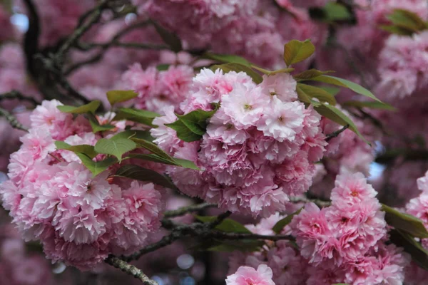 Ніжний Рожевий Вишневий Цвіт Або Сакура Весняна Концепція — стокове фото