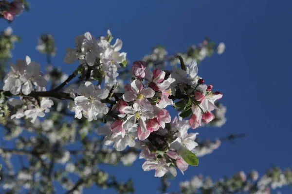 Delicada Flor Manzano Como Nuevo Concepto Vida — Foto de Stock