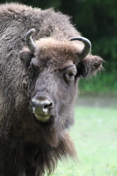 Wisent Also Known European Bison Largest Land Mammal Now Extinct — стоковое фото