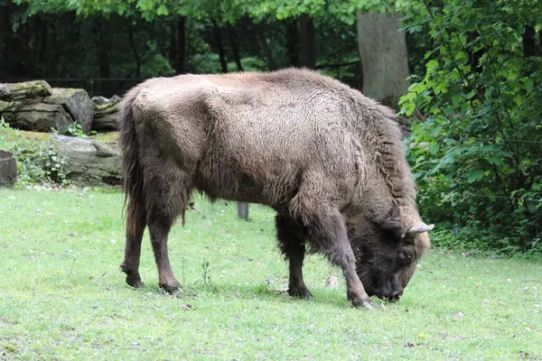 Wisent Also Known European Bison Largest Land Mammal Now Extinct — Stock fotografie