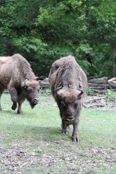 Wisent Also Known European Bison Largest Land Mammal Now Extinct — стокове фото