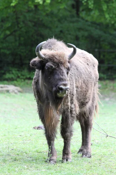 Wisent También Conocido Como Bisonte Europeo Mamífero Terrestre Más Grande — Foto de Stock