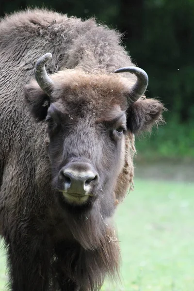 Wisent Also Known European Bison Largest Land Mammal Now Extinct — стоковое фото