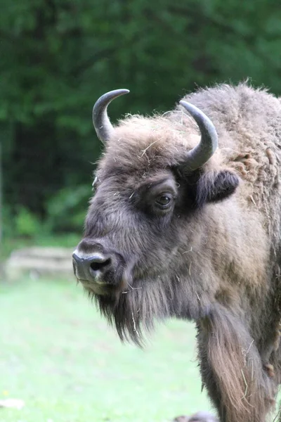 Wisent Also Known European Bison Largest Land Mammal Now Extinct —  Fotos de Stock