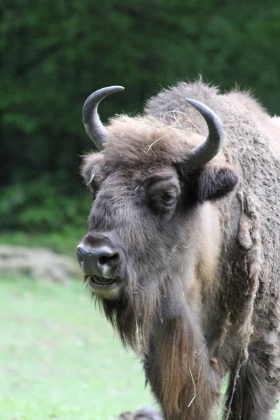 Wisent Also Known European Bison Largest Land Mammal Now Extinct —  Fotos de Stock