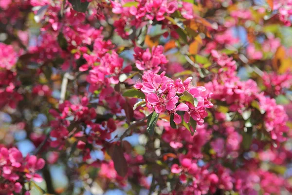 Гілки Дерев Цвітуть Весняна Концепція Весняний Фон — стокове фото