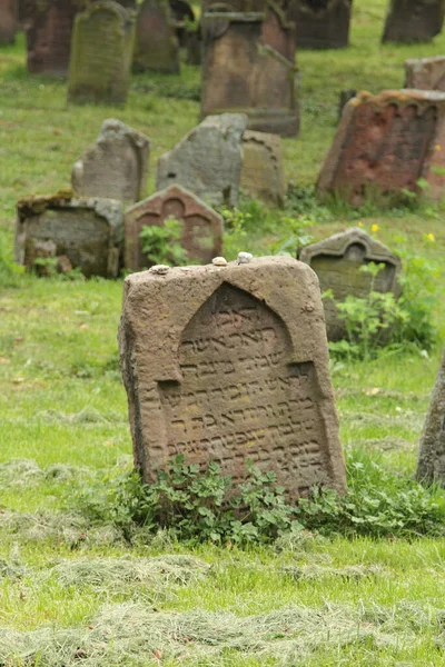 Jewish Cemetery Worms Heiliger Sand Worms Germany Oldest Surviving Jewish — Stockfoto