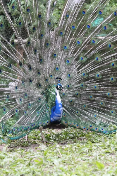 Güzel Erkek Tavuskuşu Gösteri Bitti — Stok fotoğraf