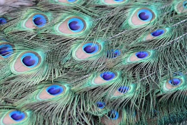 Bir Arkaplan Doku Olarak Tavus Kuşu Tüyü — Stok fotoğraf