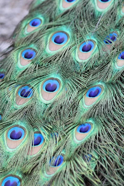 Peacock Feather Background Texture — Stock Photo, Image