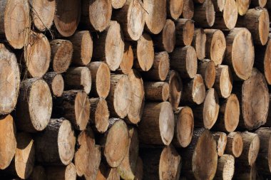 Ormanda bir odun yığını. Ahşap parçaları birbiri ardına dizildi..