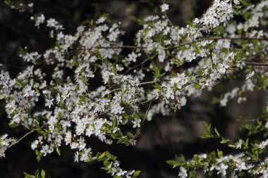 Bahar konsepti olarak çiçek açan ağaç dalları. Bahar arkaplanı.