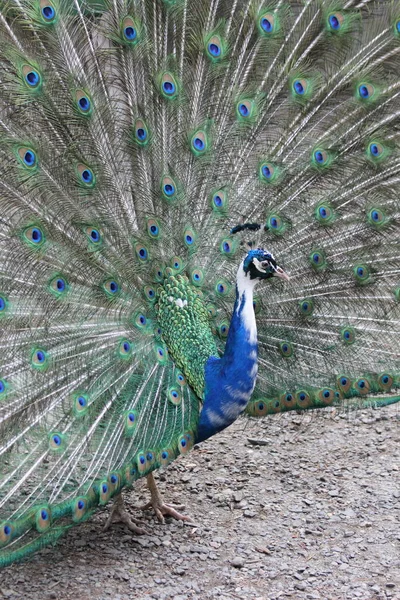 Beautiful Male Peacock Show — Stock Photo, Image