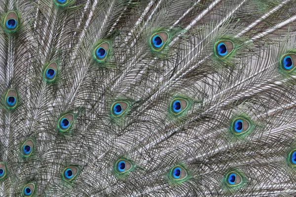 Peacock Feather Background Texture — стоковое фото