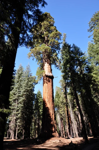 Sequoia gigante — Fotografia de Stock