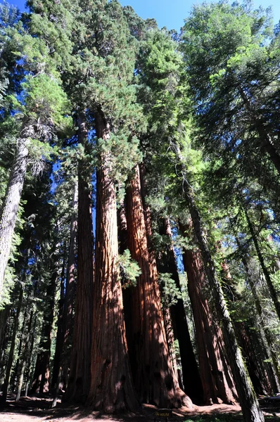 Sequoia gigante — Foto Stock