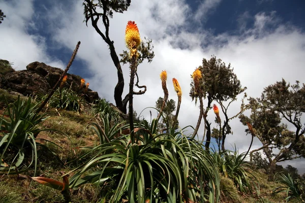 Rostlina Red hot poker — Stock fotografie