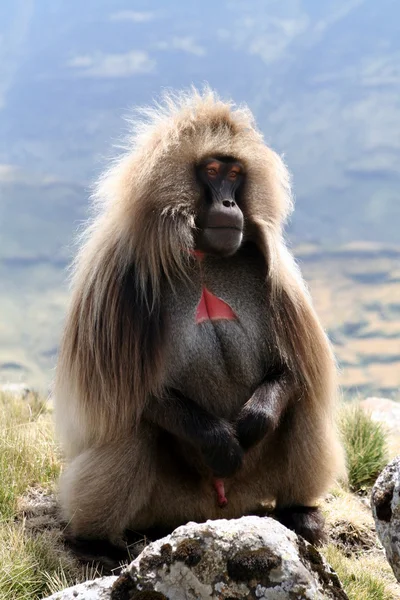 Gelada baviaan — Stockfoto