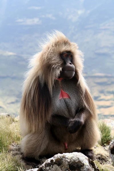 Gelada baviaan — Stockfoto