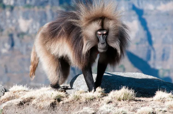 Gelada baviaan — Stockfoto