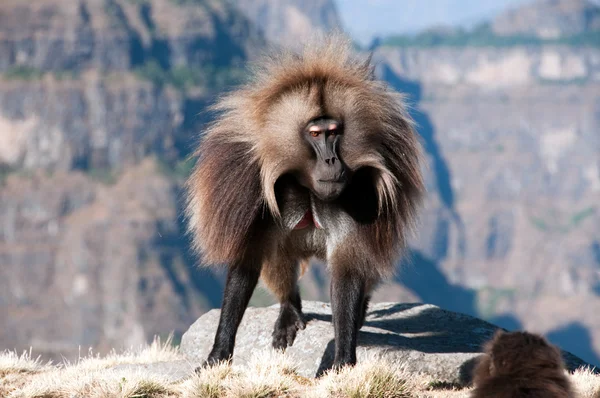 Gelada baviaan — Stockfoto