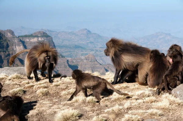 Gelada babuino —  Fotos de Stock