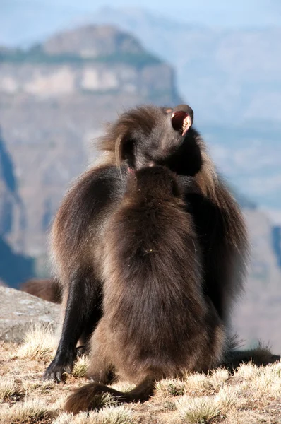 Gelada babuino —  Fotos de Stock