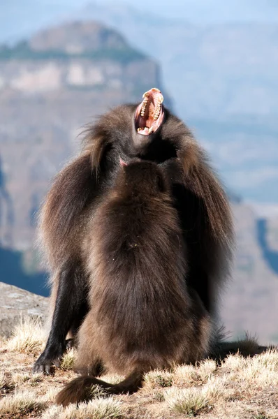 Gelada baviaan — Stockfoto