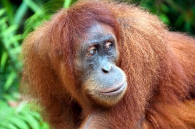 orangutan