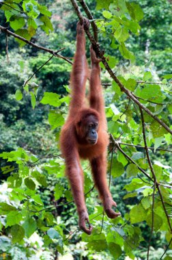 orangutan