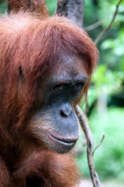 orangutan