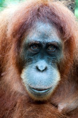 orangutan