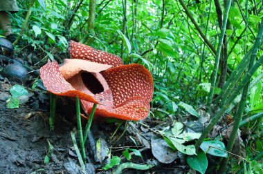 Rafflesia