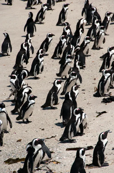 ボルダーズビーチ （ペンギン） — ストック写真