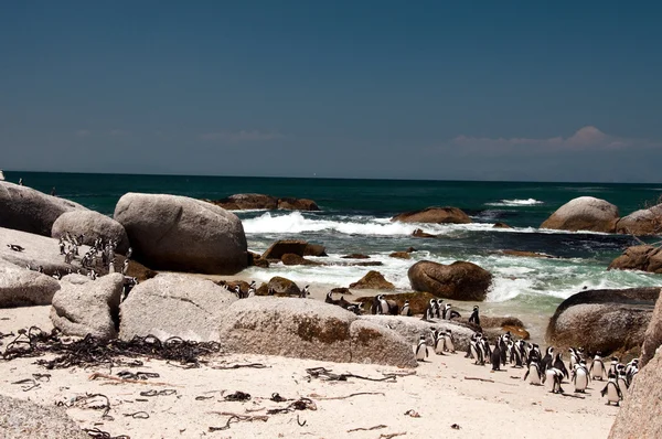 Boulders beach — Stockfoto